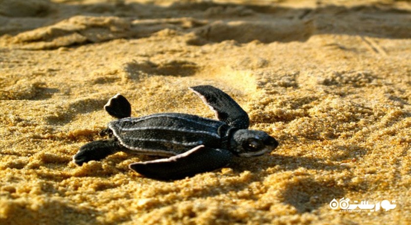 سرگرمی پارک ملی دریایی سیرینات شهر تایلند کشور پوکت