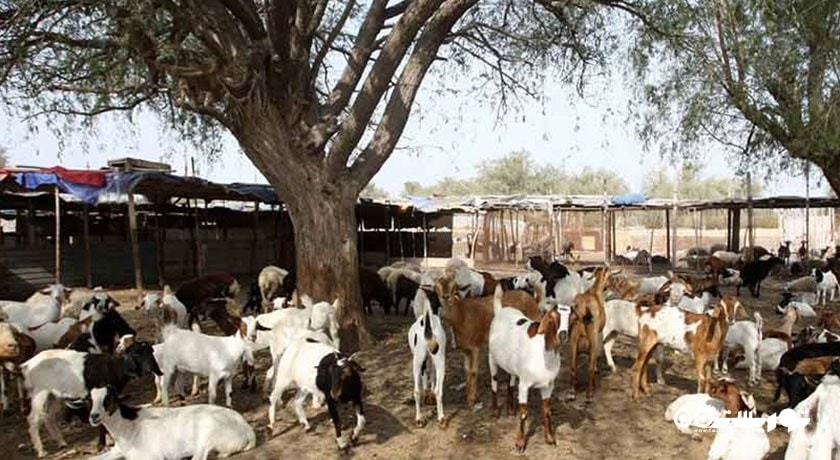  روستای باغو شهرستان هرمزگان استان کیش