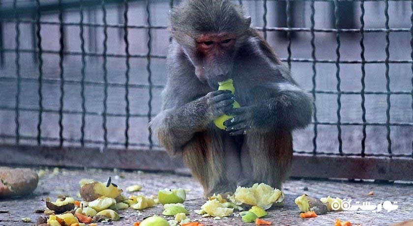  باغ وحش وکیل آباد شهر خراسان رضوی استان مشهد