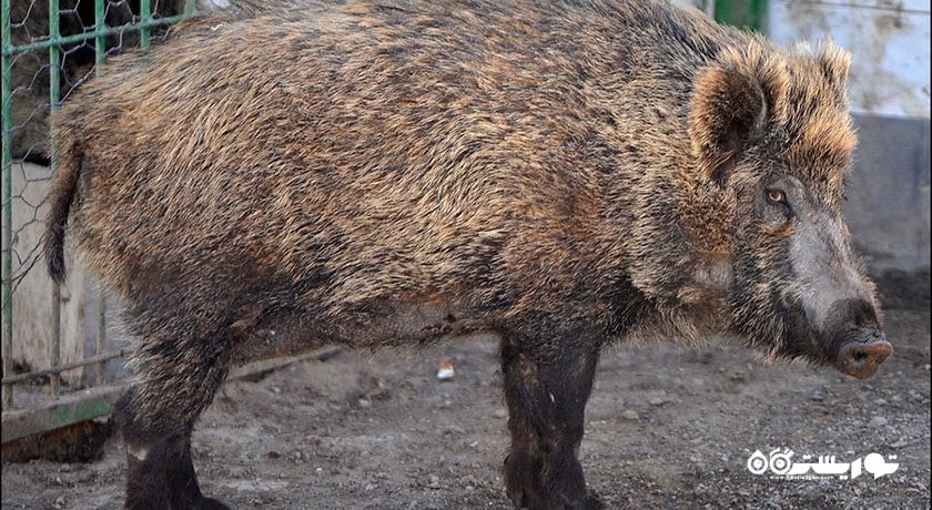  باغ وحش وکیل آباد شهر خراسان رضوی استان مشهد