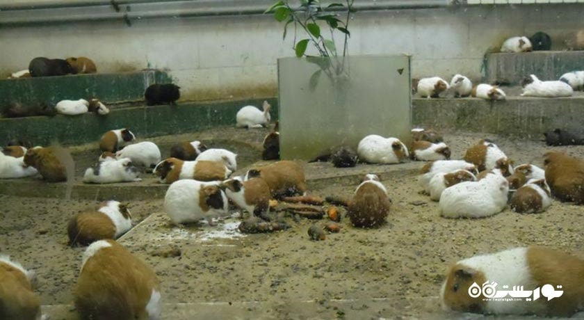  باغ وحش وکیل آباد شهر خراسان رضوی استان مشهد