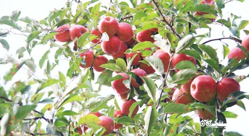 روستای زشک -  شهر خراسان رضوی