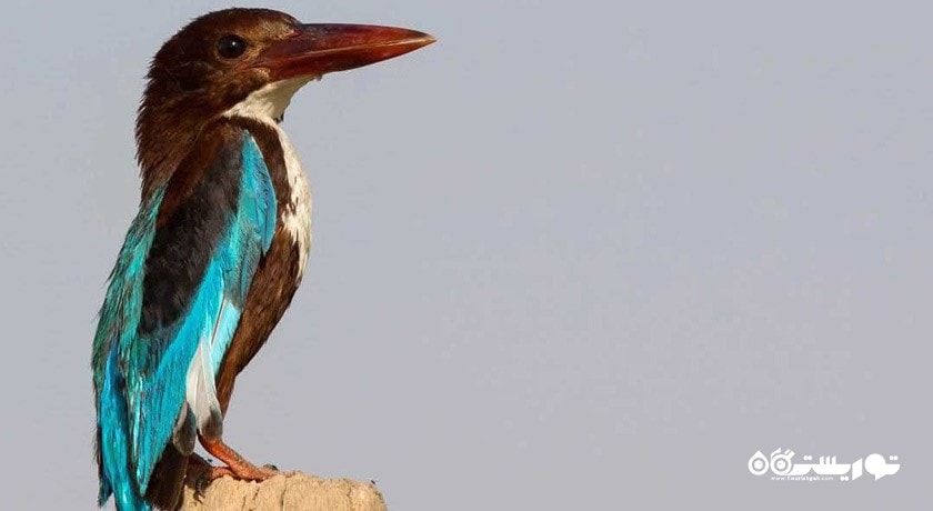 پارک ملی کرخه -  شهر خوزستان