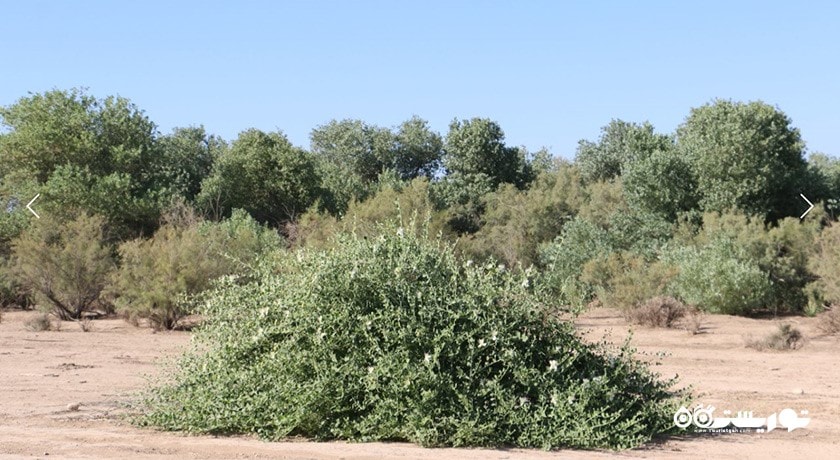 پارک ملی کرخه -  شهر خوزستان