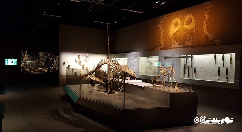  موزه تاریخ طبیعی لی کونگ چیان شهر سنگاپور کشور سنگاپور