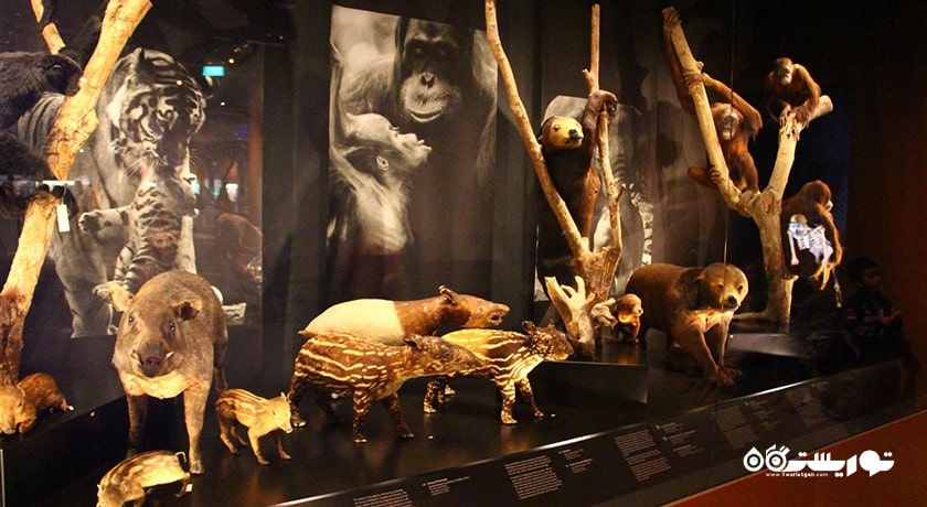  موزه تاریخ طبیعی لی کونگ چیان شهر سنگاپور کشور سنگاپور