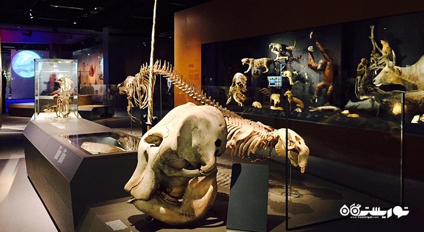  موزه تاریخ طبیعی لی کونگ چیان شهر سنگاپور کشور سنگاپور