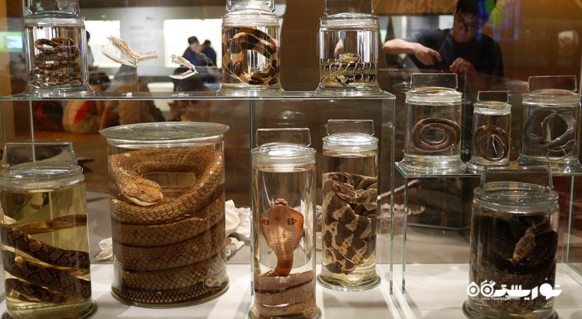  موزه تاریخ طبیعی لی کونگ چیان شهر سنگاپور کشور سنگاپور