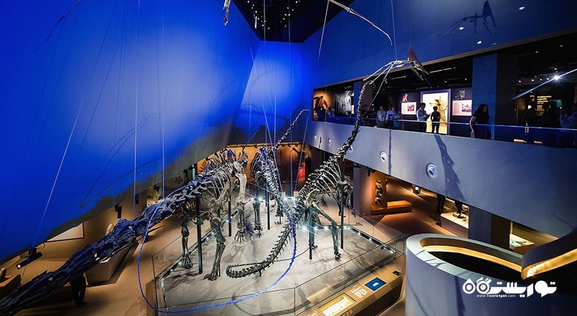  موزه تاریخ طبیعی لی کونگ چیان شهر سنگاپور کشور سنگاپور