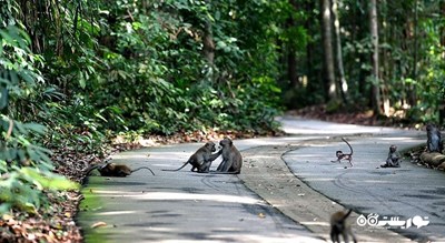 سرگرمی منطقه حفاظت شده بوکیت تیماه شهر سنگاپور کشور سنگاپور