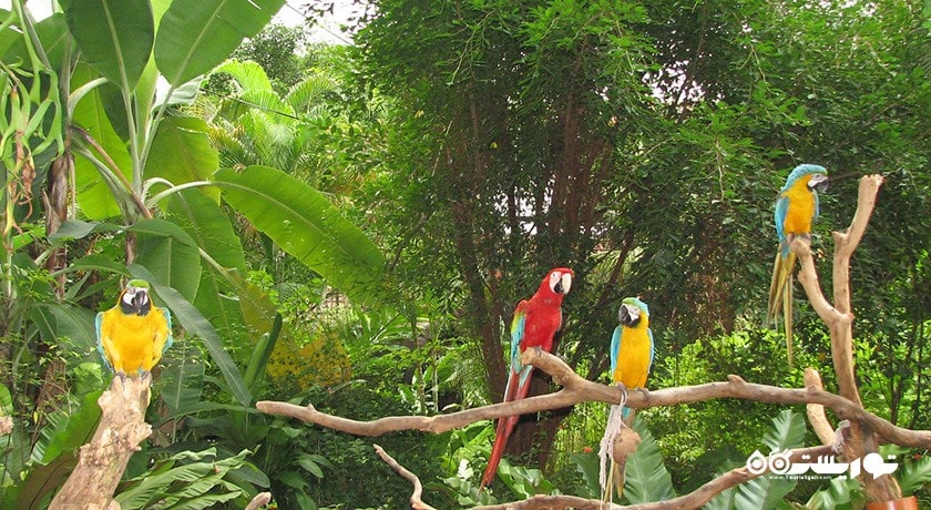 سرگرمی پارک پروانه ها و قلمرو حشرات شهر سنگاپور کشور سنگاپور