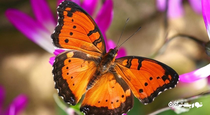سرگرمی پارک پروانه ها و قلمرو حشرات شهر سنگاپور کشور سنگاپور