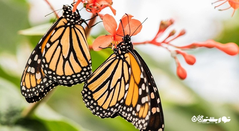 سرگرمی پارک پروانه ها و قلمرو حشرات شهر سنگاپور کشور سنگاپور