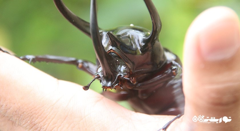 سرگرمی پارک پروانه ها و قلمرو حشرات شهر سنگاپور کشور سنگاپور