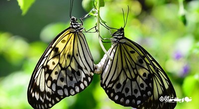 سرگرمی پارک پروانه ها و قلمرو حشرات شهر سنگاپور کشور سنگاپور