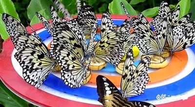 سرگرمی پارک پروانه ها و قلمرو حشرات شهر سنگاپور کشور سنگاپور
