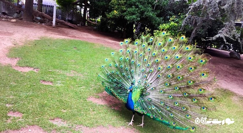  موزه طبیعت و حیات وحش دارآباد شهرستان تهران استان تهران