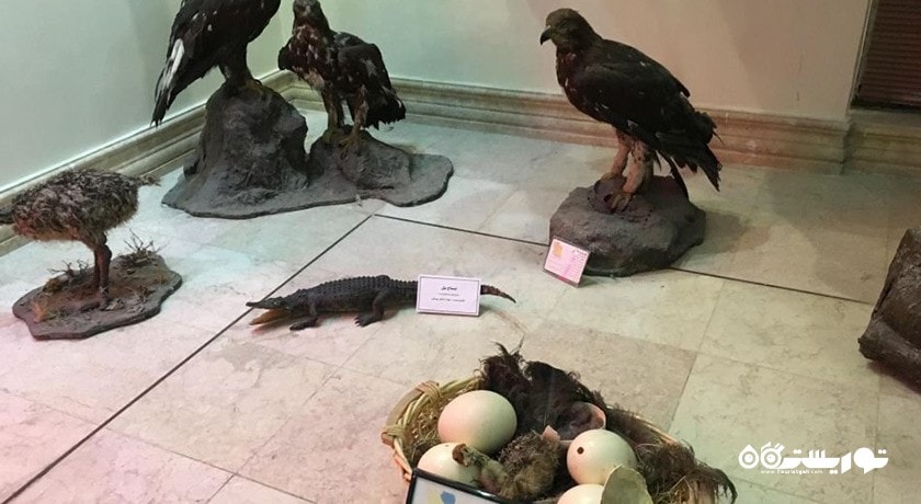  موزه طبیعت و حیات وحش دارآباد شهرستان تهران استان تهران