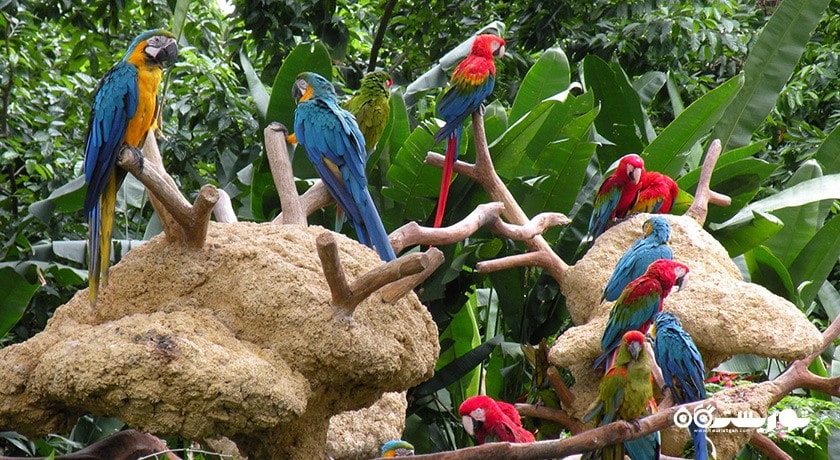 سرگرمی باغ پرندگان جورونگ شهر سنگاپور کشور سنگاپور