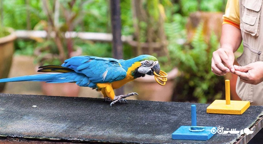 باغ پرندگان جورونگ -  شهر سنگاپور