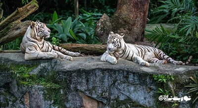 سرگرمی باغ وحش سنگاپور شهر سنگاپور کشور سنگاپور