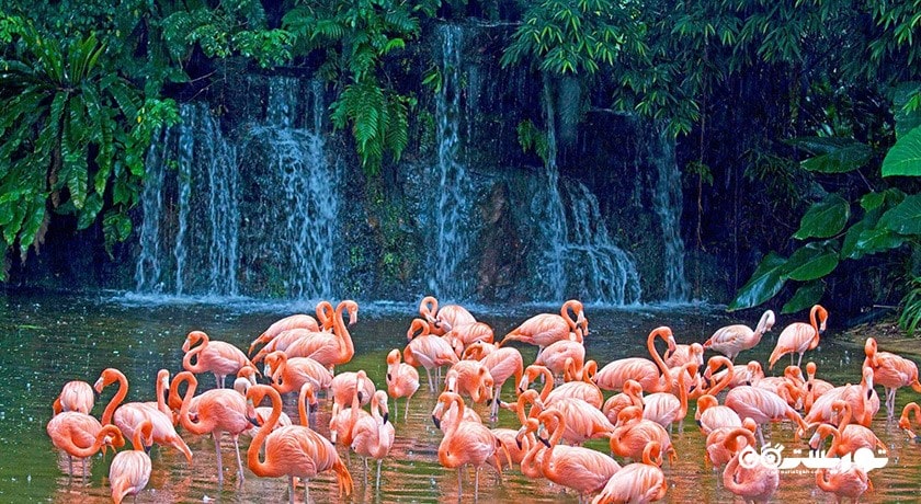 ریور سافاری -  شهر سنگاپور