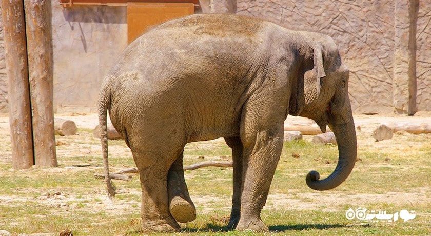 سرگرمی پارک حیات وحش ساسالی - چیگلی شهر ترکیه کشور ازمیر
