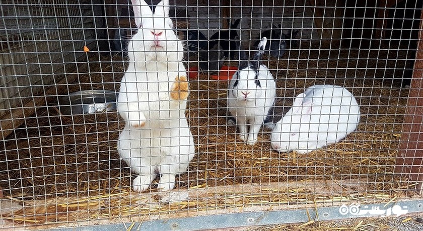 سرگرمی پارک حیات وحش ساسالی - چیگلی شهر ترکیه کشور ازمیر