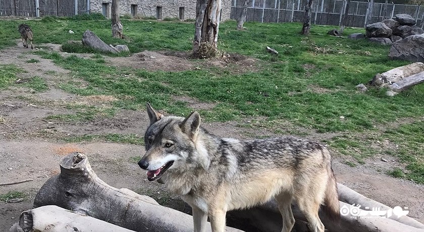 سرگرمی پارک حیات وحش ساسالی - چیگلی شهر ترکیه کشور ازمیر