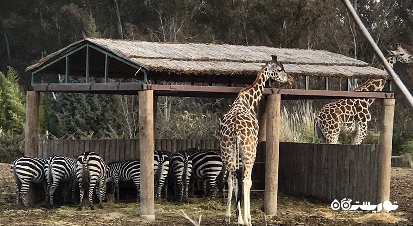 سرگرمی پارک حیات وحش ساسالی - چیگلی شهر ترکیه کشور ازمیر