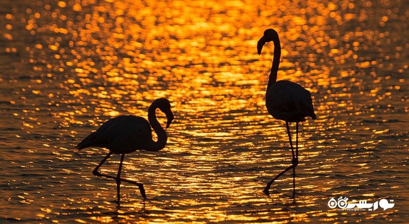 بهشت پرندگان ازمیر -  شهر ازمیر