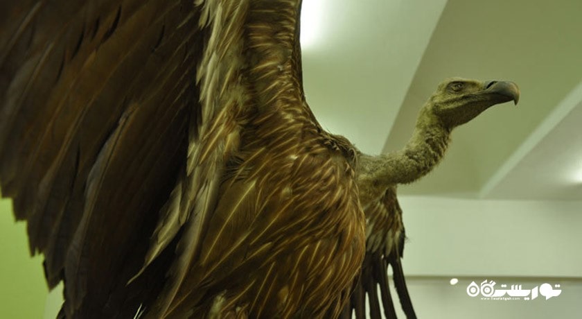 موزه تاریخ طبیعی دانشگاه اژه -  شهر ازمیر