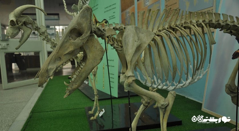  موزه تاریخ طبیعی دانشگاه اژه شهر ترکیه کشور ازمیر