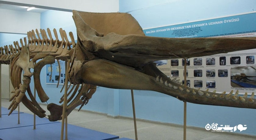  موزه تاریخ طبیعی دانشگاه اژه شهر ترکیه کشور ازمیر