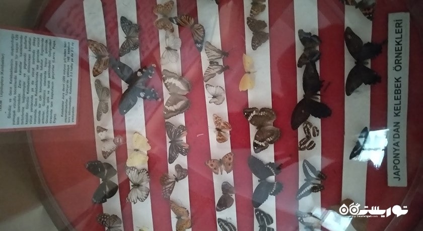 موزه تاریخ طبیعی دانشگاه اژه -  شهر ازمیر