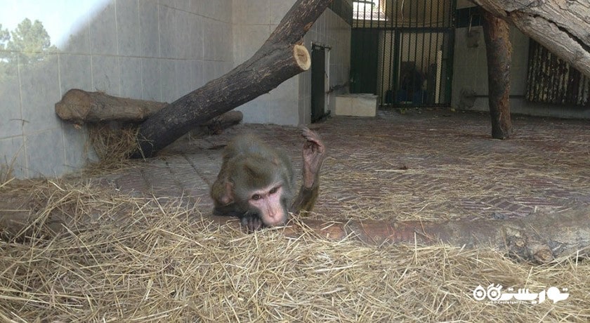 سرگرمی باغ وحش و مزرعه جنگلی آتاتورک شهر ترکیه کشور آنکارا