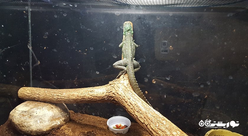 سرگرمی آکواریوم آکوا وگا شهر ترکیه کشور آنکارا