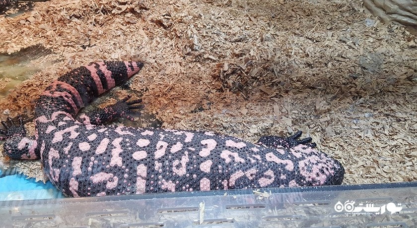 سرگرمی آکواریوم آکوا وگا شهر ترکیه کشور آنکارا