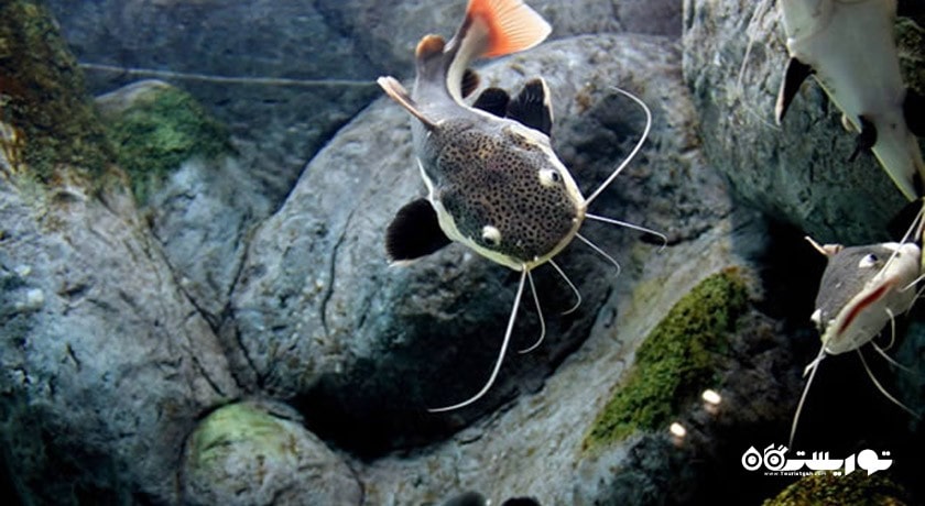 سرگرمی آکواریوم آکوا وگا شهر ترکیه کشور آنکارا