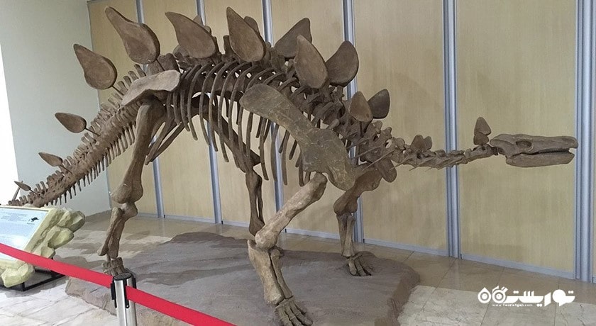  موزه تاریخ طبیعی شهر ترکیه کشور آنکارا