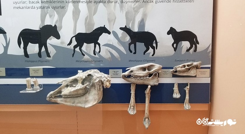  موزه تاریخ طبیعی شهر ترکیه کشور آنکارا