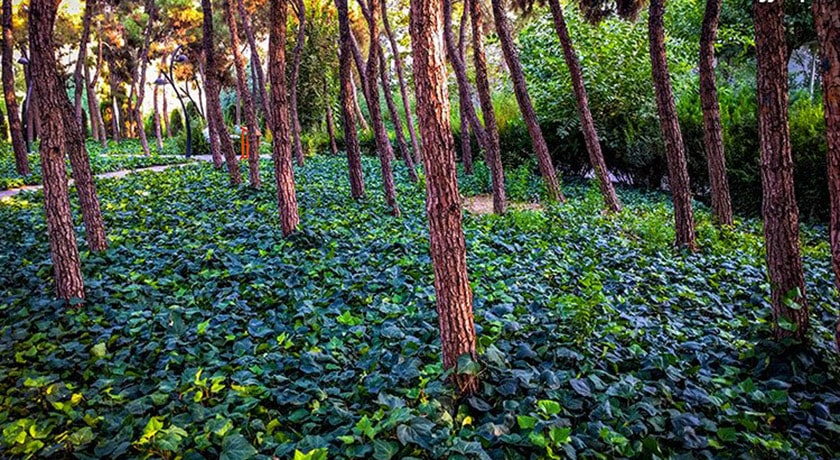  پارک لاله شهر تهران استان تهران