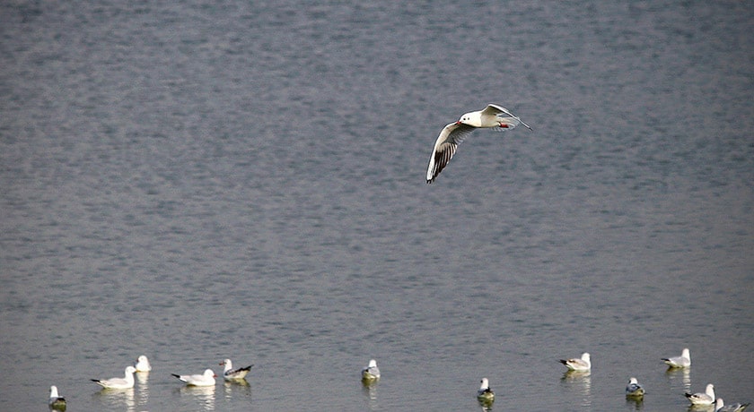  تالاب عشق آباد شهرستان تهران استان تهران