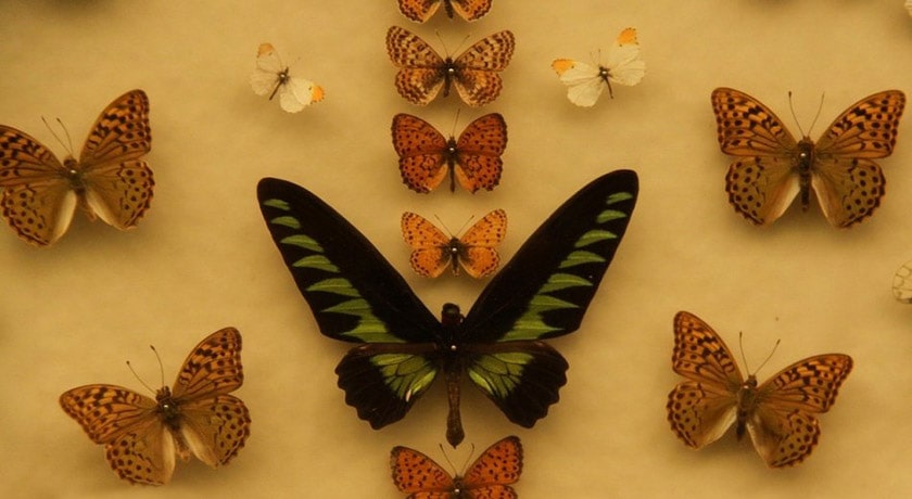  باغ موزه پروانه ها شهرستان اصفهان استان اصفهان