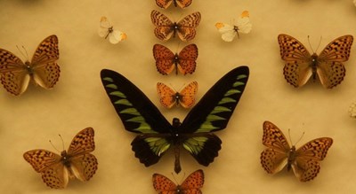  باغ موزه پروانه ها شهرستان اصفهان استان اصفهان