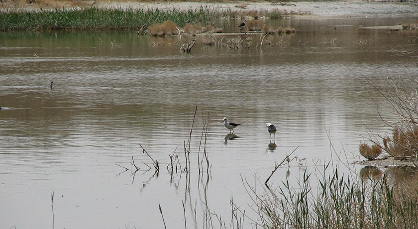  تالاب گاوخونی شهرستان اصفهان استان اصفهان