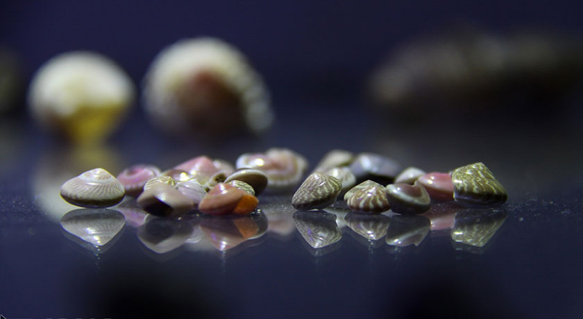  موزه صدف اصفهان شهرستان اصفهان استان اصفهان