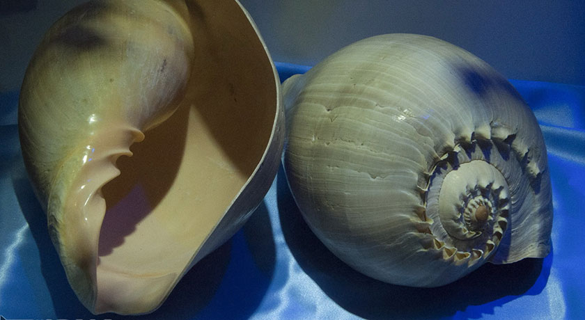  موزه صدف اصفهان شهرستان اصفهان استان اصفهان