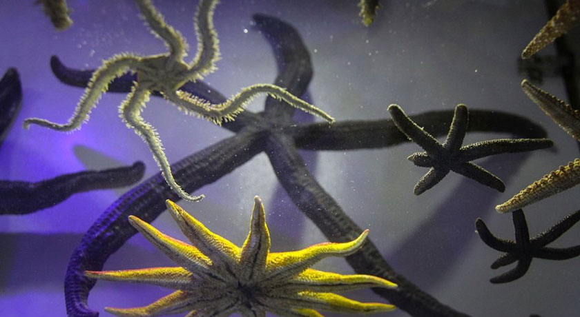 موزه صدف اصفهان -  شهر اصفهان