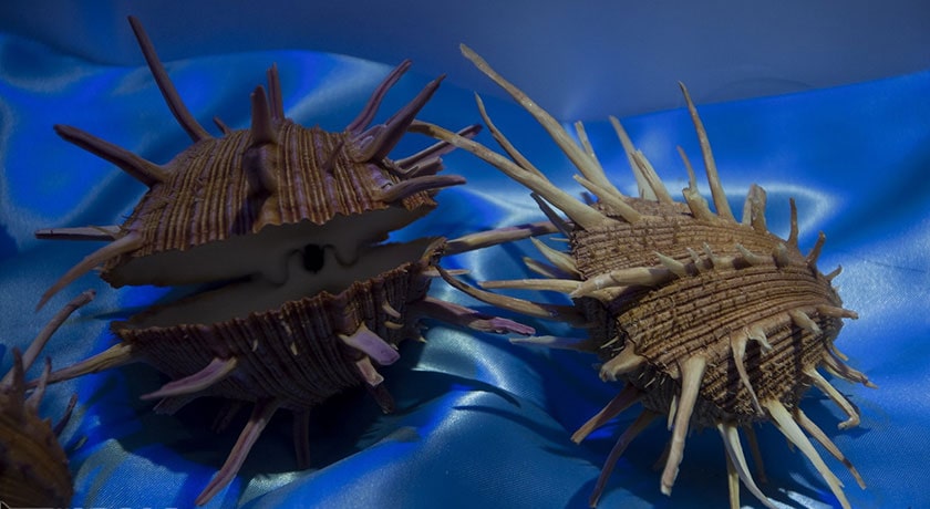 موزه صدف اصفهان -  شهر اصفهان